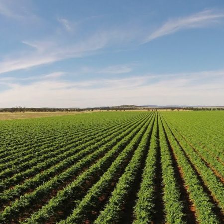 Empresas vão deixar de comprar soja de áreas desmatadas ilegalmente, diz manifesto